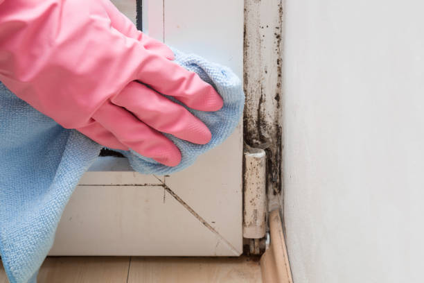 Best White Mold Remediation in Freeman, SD